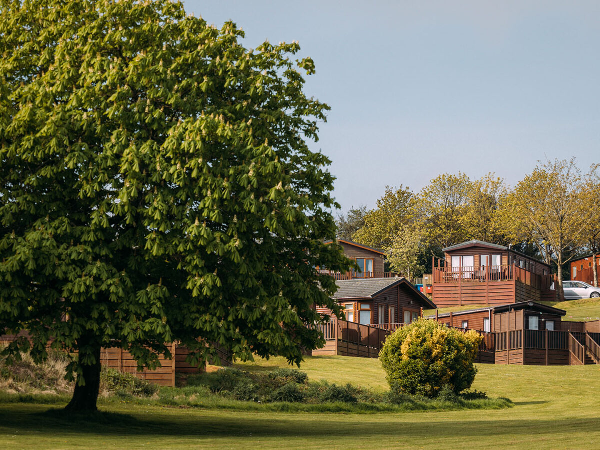 Gorgeous large tree overlooking a large grassed area, with stunning holiday homes in the background
