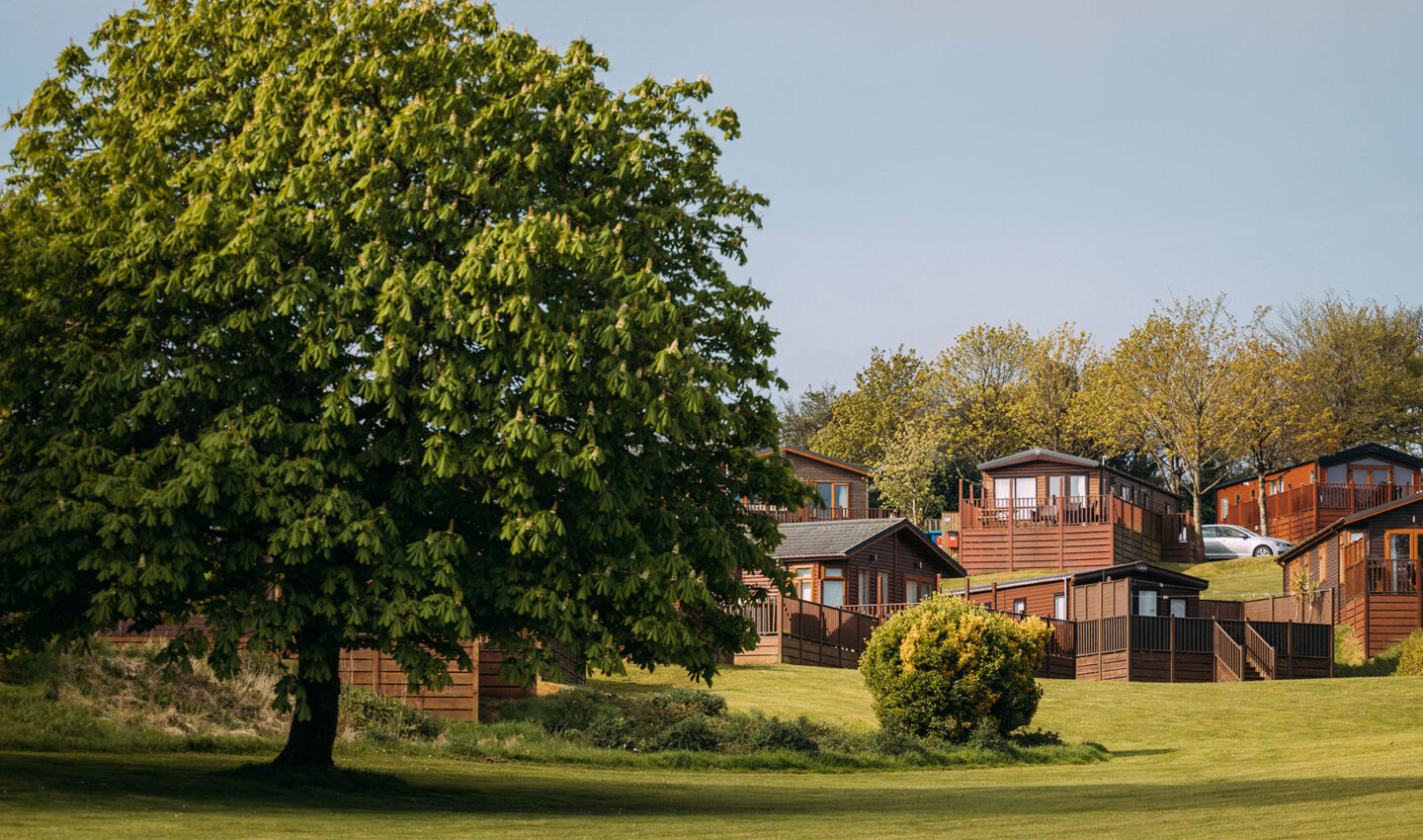 Gorgeous large tree overlooking a large grassed area, with stunning holiday homes in the background